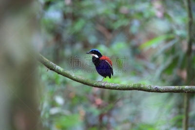 马来西亚,雄性动物,皮塔饼,蓝色,头球,自然,美,danum valley conservation area,野生动物,水平画幅