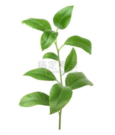 柠檬,叶子,绿色,白色背景,分离着色,垂直画幅,美,新的,无人,平视角