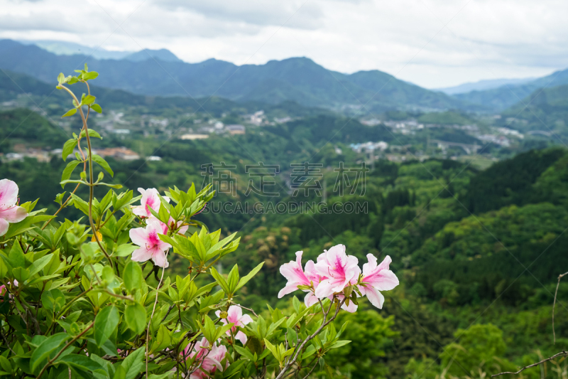 枝繁叶茂,山,城镇,风景,粉色,灌木,前面,阿法尔,看风景,花