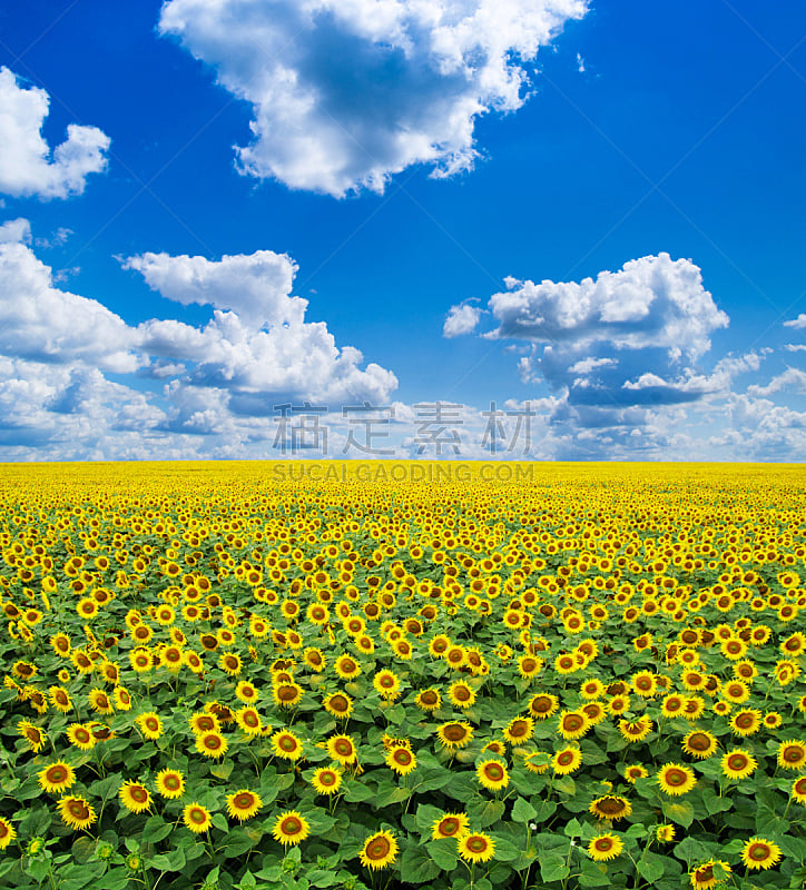 田地,向日葵,自然,垂直画幅,天空,草地,地形,无人,蓝色,乌克兰