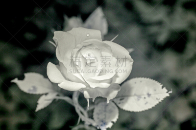 玫瑰,紫外线辐射,浪漫,紫外线,自然美,蔷薇科,园林,植物,2015年,户外