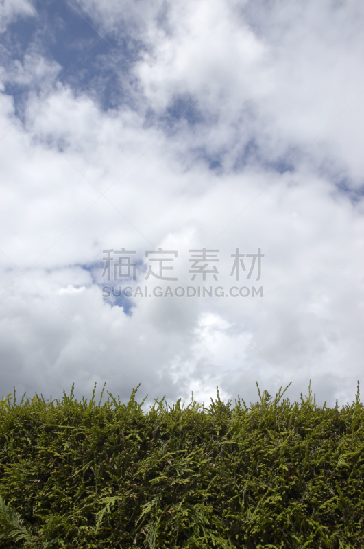 天空,树篱,利兰柏树,自然,垂直画幅,枝繁叶茂,无人,蓝色,夏天,戏剧性的天空