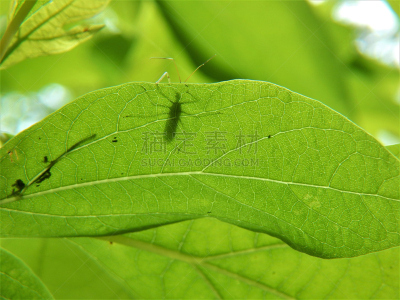 擦木叶,猎蝽科昆虫,樟科,吸血动物,叶脉,水平画幅,无人,特写,叶子,昆虫