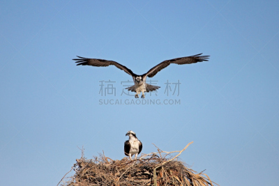 鸟类,鱼鹰,墨西哥,下加利福尼亚州,水,天空,褐色,食肉鸟,水平画幅,动物身体部位