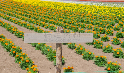 导游,花坛,空白的,木桩,田地,水平画幅,山,郊区,旅行者,夏天
