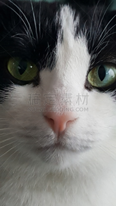 凯蒂猫,垂直画幅,宠物,美国,猫,无人,动物,猫科动物,黑白图片,摄影