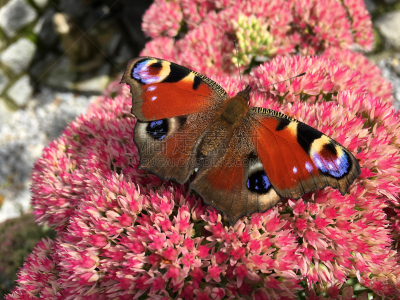 Beautiful „day peacock eye“ butterfly (Aglais io ) on a pink blooming Sedum flower