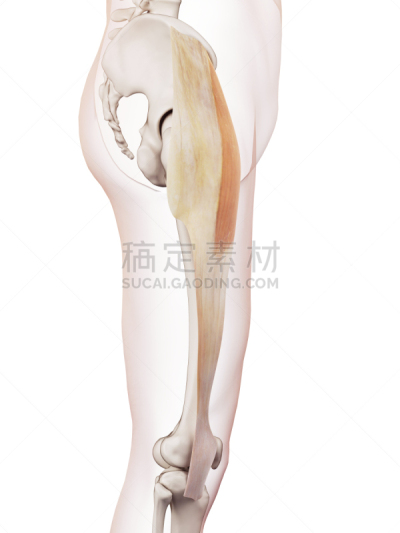 绘画插图,健康保健,垂直画幅,四肢,无人,大腿,拉他河,白色背景,科学
