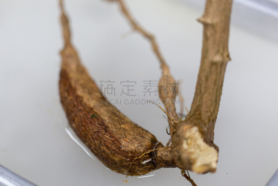 实验室,植物学,根部,胡萝卜,水平画幅,固定的,无人,科学实验,科学,生物学