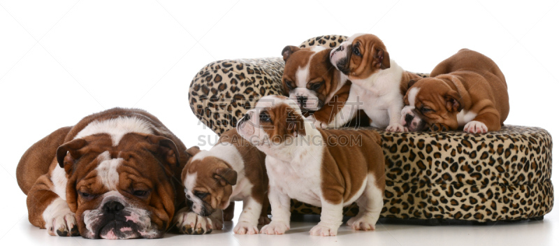 狗,家庭,英格兰斗牛犬,水平画幅,无人,特写,斗牛犬,沙发,看,皱纹