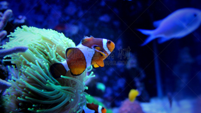 海葵,水族馆,水,美,珊瑚色,水平画幅,无人,水下,野外动物,颊纹鼻鱼