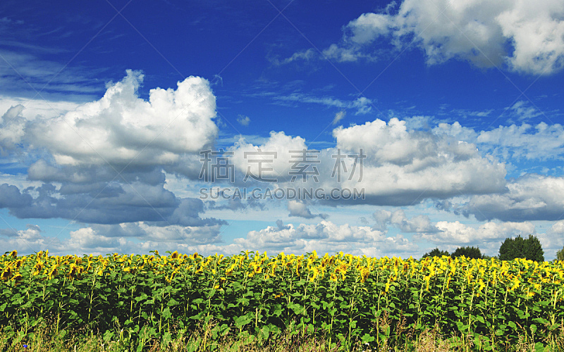 天空,向日葵,背景,田地,多云,蓝色,夏天,明亮,风景,植物学
