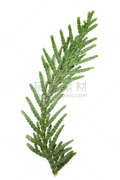 柏树,绿色,嫩枝,白色背景,家庭,美国崖柏属树,刺柏属丛木,雪松,垂直画幅,无人