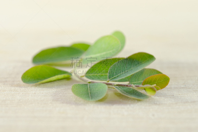辣木植物,叶子,背景,厚木板,自然,水平画幅,绿色,无人,有机食品,生食