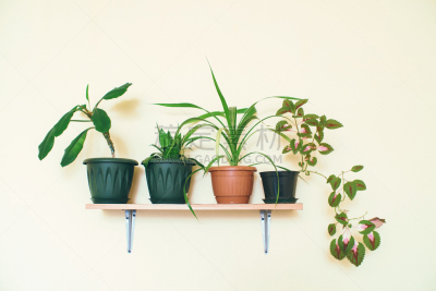 室内植物,美,薄荷科,水平画幅,枝繁叶茂,无人,架子,家具,俄罗斯,现代