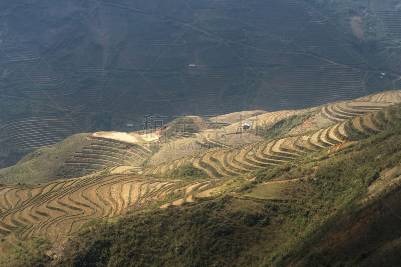 高处,越南,地形,梯田,计程车车站,山罗省,山脉,飘然,有色人种,居住区