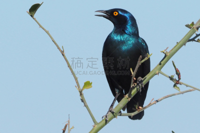 乔贝国家公园,博茨瓦纳,三只动物,部分,丘比河,佳能公司,狩猎动物,水,国家公园,水平画幅