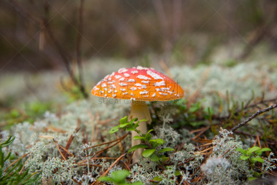 毒蝇菇,水平画幅,无人,苔藓,户外,草,特写,毒蘑菇,树林,白色