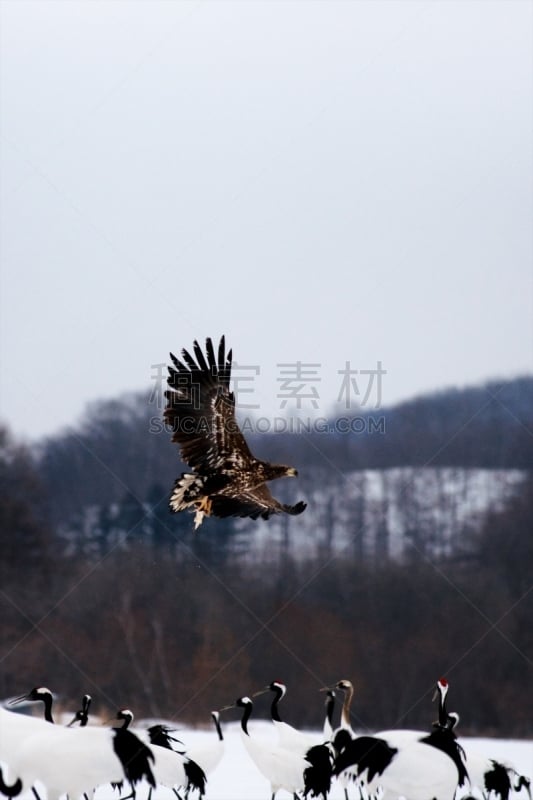 鹤,自然美,蔓越桔,钏路支厅,丹顶鹤,动物交配,北海道,垂直画幅,美,雪