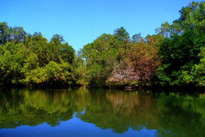 Bali Mangroove Conservation