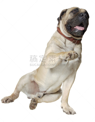狗,纯种犬,影棚拍摄,白色背景,巨大的,垂直画幅,正面视角,家庭生活,动物身体部位,特写