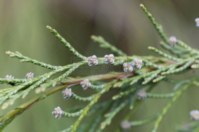 port orford cedar,柏树,美,水平画幅,无人,户外,针叶,云杉,针叶树,特写