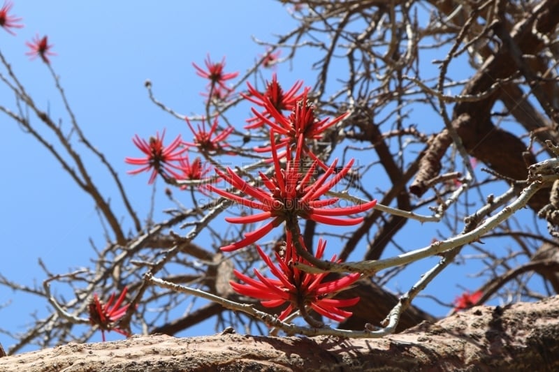 组图,枝状珊瑚,珊瑚树花,珊瑚树,苹果花,梅花,苹果树,樱桃树,丰富,洛杉矶县