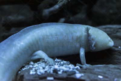 水,美,水平画幅,无人,水下,动物习性,动物身体部位,特写,人的眼睛,白色