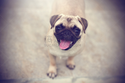 巴哥犬,可爱的,puggle犬,猎犬,哈巴狗,水平画幅,进行中,户外,泰国,友谊