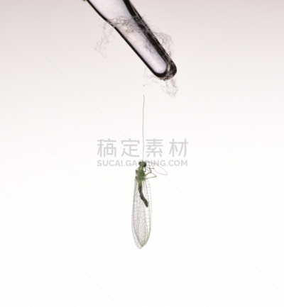 两翼昆虫,垂直画幅,绿色,死的,动物身体部位,翅膀,lacewing,触角,2015年,动物