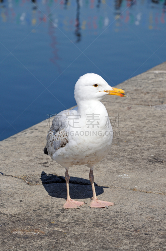 利物浦,海鸥,自然,垂直画幅,默西赛德郡,欧洲,鸟类,英格兰,西欧,河岸