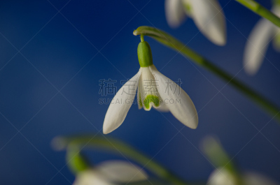 雪花莲,特写,春天,白色,埃平森林,季节性情绪失调,饰品花,春季系列,粉色背景,雪