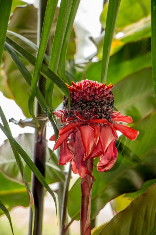 torch ginger,单子叶植物,生姜,红色,菜园,粉色,垂直画幅,热带气候,图像,花朵