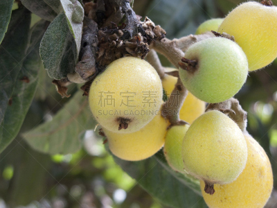 枇杷,茶花,水平画幅,无人,蔷薇科,维生素,梅子,夏天,户外,植物