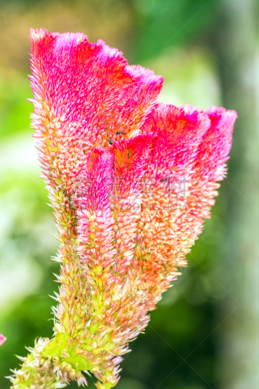 热带的花,自然,垂直画幅,无人,色彩鲜艳,野生植物,印度姜花,复杂,特写,仅一朵花