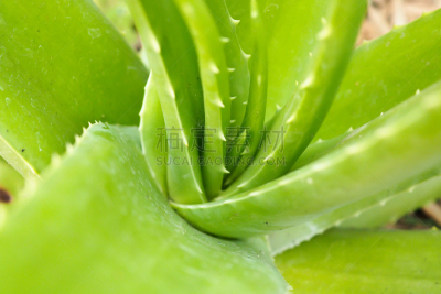 草本,芦荟,枝繁叶茂,coral aloe,荆棘,叶状图案,植物生长阶段,wild aloe,热带气候,植物学