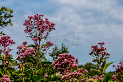 自然美,自然,垂直画幅,水平画幅,绿色,无人,教育科目,纽约州,夏天,户外