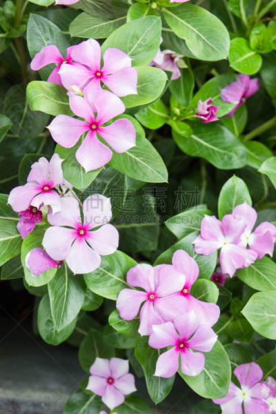花朵,园林,蔷薇属,滨螺,中国菠菜,苋属植物,垂直画幅,美,公园,无人
