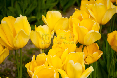郁金香,水平画幅,无人,户外,花蕾,田地,植物,彩色图片,多年生植物,植物学