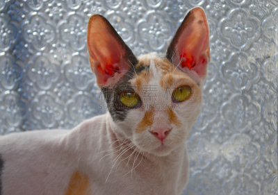 猫,史芬克斯无毛猫,美,宠物,水平画幅,无人,动物,摄影