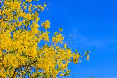 Cassia Fistula in clear blue sky