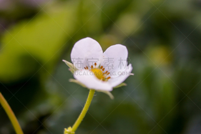 草莓,美,水平画幅,无人,古老的,夏天,生物学,特写,甜点心,糖