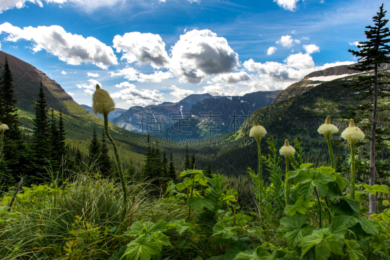 野花,洛根山,蒙大拿州,国内著名景点,清新,雪,草,河流,2015年,夏天