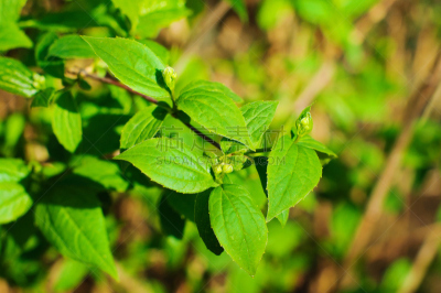 茉莉,春天,美,茶树,芳香的,水平画幅,无人,夏天,户外,特写
