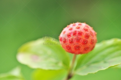 水果,山茱萸,水平画幅,绿色,无人,日本,夏天,茅崎,八月,红色