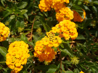 马樱丹属,美,芳香的,水平画幅,小的,无人,花序,室内植物,脆弱,圆柱体