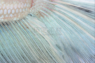 尾巴,鱼类,纹理,水平画幅,动物身体部位,特写,淡水,动物鳍,彩色图片,热带气候