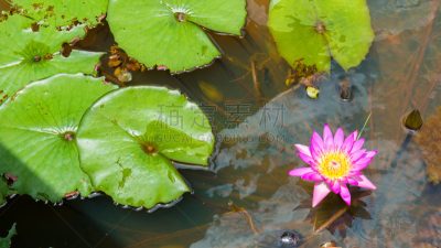 荷花,池塘,粉色,自然美,泉华,苏门答腊印度尼西亚,自然,水平画幅,睡莲,无人