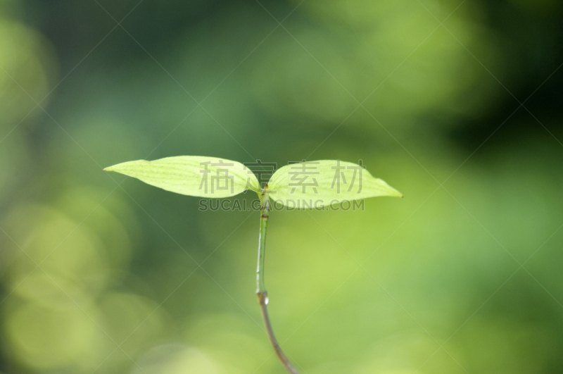 双叶区,秧苗,自然,水平画幅,绿色,无人,春天,植物,新生活,光