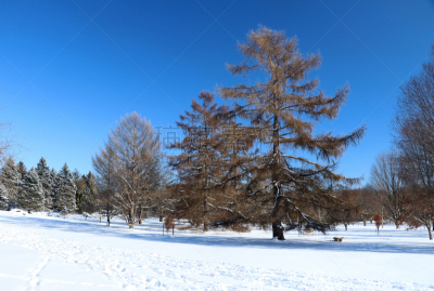 冬天,自然,背景,自然美,天空,美,公园,水平画幅,雪,无人
